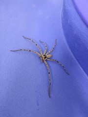 Huntsman spiders are large, flat-bodied spiders with long, slender legs on water tank