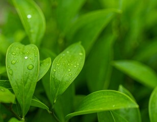 Close-up of vibrant green leaves covered in dew drops