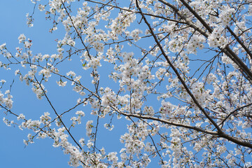 Cherry Branches with White Cherry Blossoms in Full Bloom Against Blue Sky