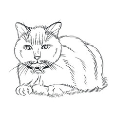 Siamese cat in collars, fluffy cat in lying position, hand-drawn in ink, translated into vector. Illustration is suitable for printing on coloring books, postcards, veterinary clinics, pet products.