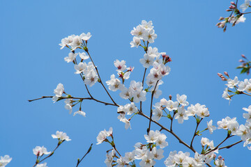 White Cherry Blossoms in Full Bloom Against Clear Blue Sky
