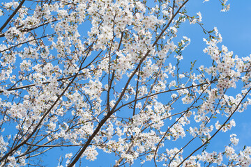 Fototapeta premium White Cherry Blossoms in Full Bloom on Cherry Branches Against Blue Sky