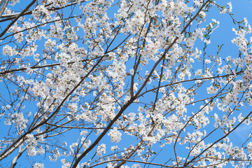 White Cherry Blossoms in Full Bloom on Cherry Branches Against Blue Sky