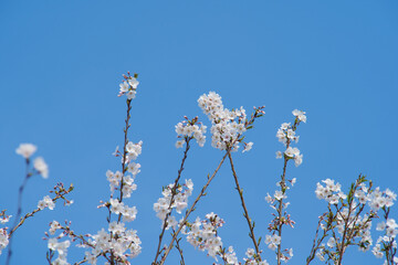 White Cherry Blossoms in Full Bloom Against Clear Blue Sky