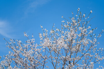White Cherry Blossoms in Full Bloom Against Clear Blue Sky