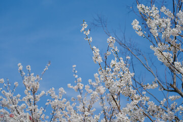 Cherry branches with white cherry blossoms in full bloom against a blue sky background