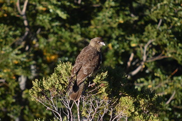 Pájaro