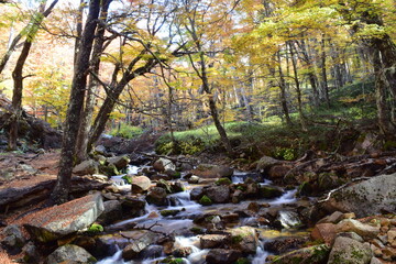 Río de bosque