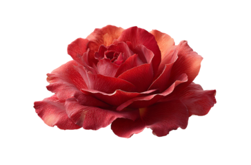 Vibrant and Glossy Red Flower Petals Floating Cut Out isolated on transparent background, PNG