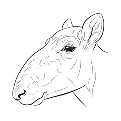 Obraz premium Contemporary Saiga Line Art – Saiga Vector Illustration Smooth Drawing with Simplified Form – Saiga Drawing – Line Art Drawing of Saiga – Saiga Icon