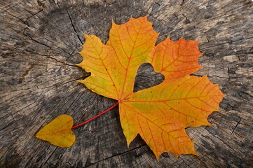 Maple leaf with heart on wooden background. Holiday card, thanksgiving.