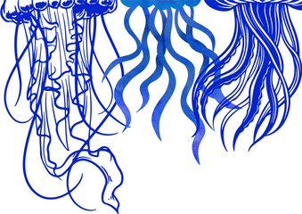 jellyfish on the blue background
