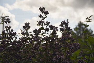  Lebiodka pospolita, Origanum vulgare L., oregano, majeranek, roślina,ogród  © Marcin Łazarczyk