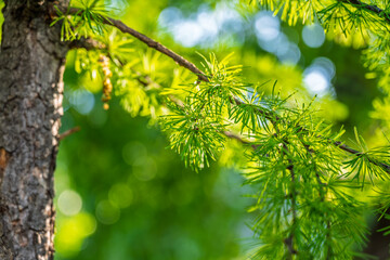 Young branches of larch. Closeup of green larch young needles. © Dmitrii Potashkin