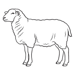 Graceful Sheep Line Art – Sheep Vector Outline Drawing with Iconic Farmyard Form – Sheep Drawing – Vector of Sheep – Sheep Outline

