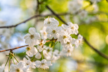 White blossoming apple trees. White apple tree flowers