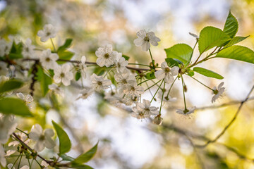 White blossoming apple trees. White apple tree flowers