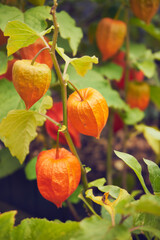 Miechunka rozdęta, Physalis alkekengi, Miechunka, Physalis L.,roślina,ogród © Marcin Łazarczyk