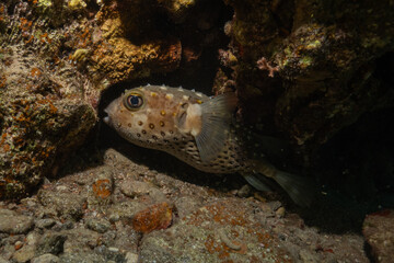 Fish swimming in the Red Sea, colorful fish, Eilat, Israel
