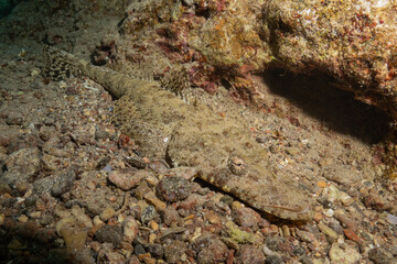 Fish swimming in the Red Sea, colorful fish, Eilat, Israel
