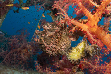 Frog fish in the Red Sea Colorful and beautiful, Eilat Israel
