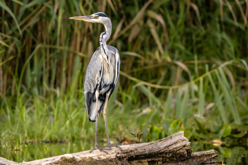 Gray heron standing on branch in marsh