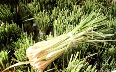 Fresh Lemongrass Bundles for Thai Cooking, Herbal Tea, and Natural Remedies