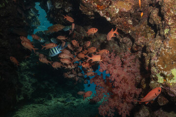 Fish swimming in the Red Sea, colorful fish, Eilat, Israel

