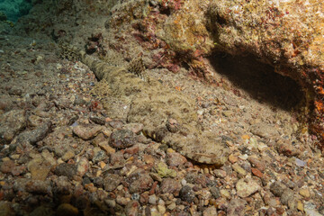 Fish swimming in the Red Sea, colorful fish, Eilat, Israel
