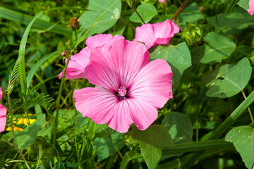 Pink flowers. Summer floral background. Lavatera trimestris close up. Flower lavatera, Malva, annual pink rose mallow. Deep pink flowers blooming in the garden