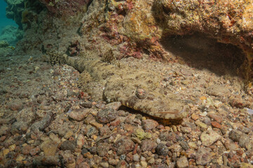 Fish swimming in the Red Sea, colorful fish, Eilat, Israel
