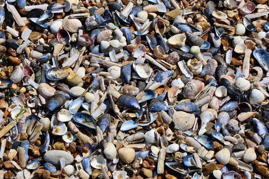 seashells on the beach, naturally left by the hightide