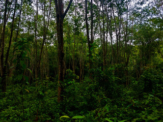 “Tham Wong Khen Waterfall – Khao Khao, Thung Song, Thailand”