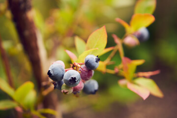 Borówka wysoka, niebieska jagoda, borówka amerykańska, Vaccinium corymbosum L.,ogród © Marcin Łazarczyk
