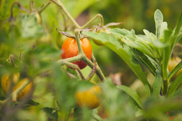 pomidor koktajlowy,plantacja,ogród  © Marcin Łazarczyk