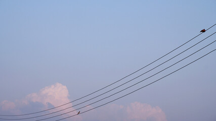 Sunset sky background with two birds on the power lines. Abstract nature backdrop of nature view. Concept of pink-blue gradient, animal life, beauty, evening, horizon for sky wallpaper, cover, print.