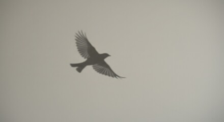 Fototapeta premium Shadow of a Bird in Flight Against a Light Gray Wall
