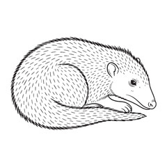 Elegant Solenodon Line Art – Solenodon Vector Illustration Artistic Drawing with Distinctive Fur Texture – Solenodon Drawing – Line Art Drawing of Solenodon – Solenodon Icon

