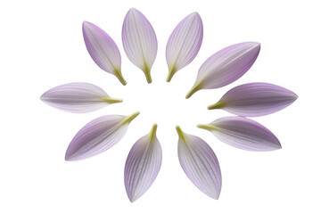 Fototapeta premium Delicate pale purple flower petals arranged in a circular pattern isolated on transparent background