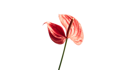 red tulip isolated on white