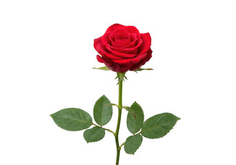 Single red rose isolated on transparent background