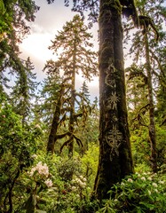 Fototapeta premium Lush forest with tall trees and moss