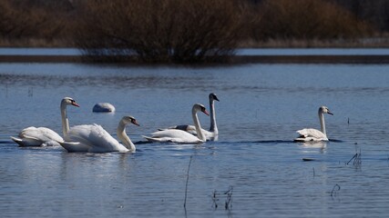 flock of white swans swimming on a pond in spring.