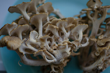 Chanterelle, hen of the woods, ram's head mushroom, sheep's head
