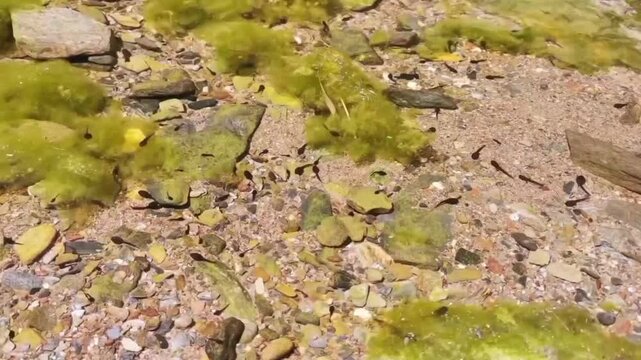 Renacuajos nadando en agua clara de arroyo con fondo de piedras y plantas acu&aacute;ticas