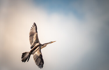 Australasian Darter 