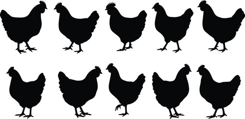 Set of black chicken and hen silhouettes in various poses, farm animal vector illustration collection for agriculture and poultry projects. © Arman Creatives