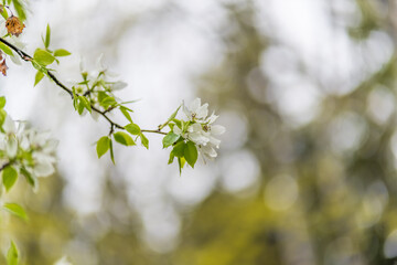 White blossoming apple trees with rain drops