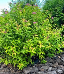 green bush in the garden