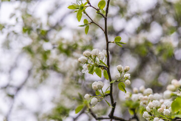 White blossoming apple trees with rain drops